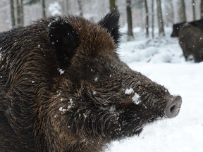 A wild boar stands in the snow in a wildlife park in Stuttgart, southern Germany, on Feb. 15, 2013.