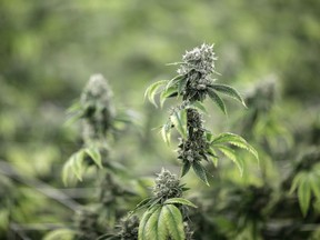 In this June 28, 2017, photo, marijuana plants grow at the Desert Grown Farms cultivation facility in Las Vegas. If you smoked pot and want to go to war, it's not a big deal anymore. As more states eliminate penalties for marijuana use, the U.S. Army is granting hundreds of waivers to enlist people who consumed in their youth _ as long as they realize they can't do so again in the military.
