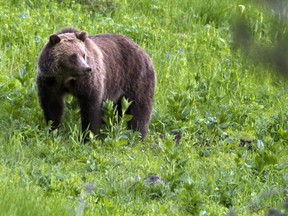 FILE - This July 6, 2011 file photo shows a grizzly bear roaming near Beaver Lake in Yellowstone National Park, Wyo. Wildlife managers in the Northern Rockies are laying the groundwork for trophy grizzly bear hunts in the Northern Rockies as the government moves toward lifting the animals' threatened species status.