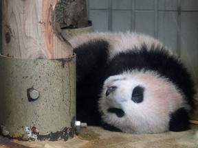 Giant panda cub Xiang Xiang takes a nap at a cage at Ueno Zoo in Tokyo, Monday, Dec. 18, 2017.  The baby panda has made a special appearance before Tokyo's governor, a group of local schoolchildren and the media one day ahead of her official debut. The 6-month-old giant panda Xiang Xiang, or fragrance in Chinese, will debut Tuesday for a limited public viewing for avid fans who obtained tickets in a highly competitive lottery process.