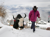 An Indian man walks with his yak on a snow-covered road in Kufri.