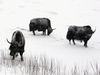 Yaks do tolerate extreme cold, an expert says, but they require a huge amount of calories to do so.