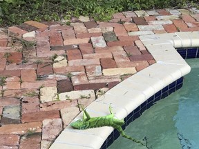 An iguana that froze lies near a pool after falling from a tree in Boca Raton, Fla., Thursday, Jan. 4, 2018.