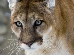 A puma or mountain lion, in captivity.