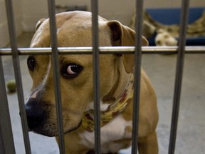 Tobi, an American Staffordshire Terrier, looks on at the Sacramento SPCA February 1, 2008 in Sacramento, California.