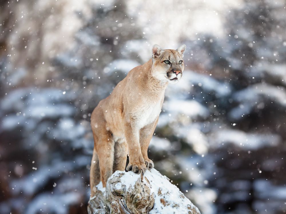 Eastern puma in clearance captivity