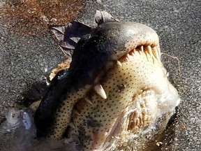 Alligators in ice. The animals adapt to frozen ponds by slowing their metabolism and sticking their snouts to continue breathing.