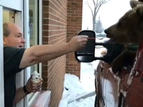 A Kodiak bear is fed ice cream in a Dairy Queen drive-thru in a screengrab from a video posted to Facebook by the Discovery Wildlife Park.