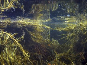 FILE - In this Friday, Nov. 6, 2015, file photo, wild rockweed seaweed grows on the coast of Cape Elizabeth, Maine. Rhode Island House Majority Whip John Edwards is taking aim at archaic laws that are holdovers from the past. One bill would repeal a law restricting the amount of seaweed Barrington, R.I., residents can take from the public beach to use as fertilizer, and forbidding residents of other towns from taking seaweed. Edwards has introduced five bills so far and hopes to file up to 50 bills in 2018 to remove arbitrary statutes.