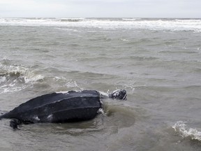 FILE - In this March 12, 2015, file photo, a rare leatherback sea turtle named Yawkey moves off the beach and returns to the the Atlantic Ocean at Isle of Palms, S.C., after it was treated at the South Carolina Aquarium. Federal ocean managers are collecting information and comments until Feb. 5, 2018, on a petition from a fishing group asking it to move the leatherback off the United States list of endangered animals. Leatherbacks live all over the world's oceans and have been listed as endangered by the U.S. since 1970.