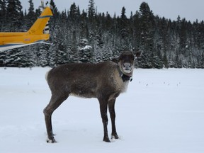 A caribou is shown after being relocated to the Slate Islands in northern Ontario in a Ministry of Natural Resources and Forestry handout photo. The Ontario government has launched an operation to relocate an endangered herd of caribou off the remote island on which they have been systematically hunted down by recently- arrived wolves.