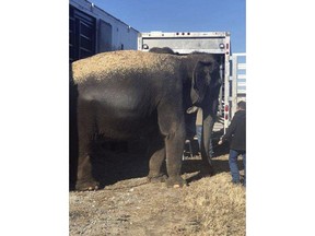This Wednesday, Jan. 24, 2018, photo provided by the Oklahoma Highway Patrol shows elephants being transferred to another trailer for transportation to Iowa after the floor of the trailer they were riding in started to give way on U.S. 69 near Eufaula, Okla. A veterinarian from the area helped move the pachyderms. (Oklahoma Highway Patrol via AP)