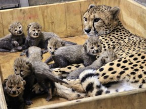 This Dec. 18, 2017, photo provided by the St. Louis Zoo shows Bingwa, a 4-year-old cheetah with her eight three-week-old cubs. Bingwa gave birth Nov. 26 but the births weren't announced until Wednesday, Jan. 3, 2018. Eight cubs are a rarity. Zoo officials say cheetah litters are typically three or four cubs.