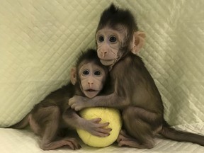 Coned monkeys Zhong Zhong and Hua Hua sit together with a fabric toy.