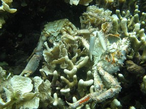 In this 2010 photo provided by the Smithsonian Institution, corals and crabs lie dead from low oxygen in Bocas del Toro, Panama.