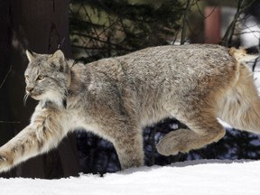 FILE - In this April 19, 2005 file photo, a Canada lynx heads into the Rio Grande National Forest after being released near Creede, Colo. Wildlife officials said Thursday, Jan. 11, 2018, the Canada lynx no longer needs special protections in the United States. The U.S. Fish and Wildlife Service will begin drafting a rule to revoke the animal's threatened species status, which has been in place since 2000.