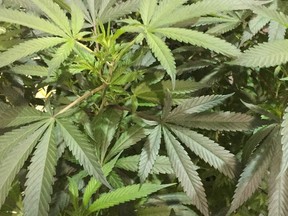 In this Saturday, Aug. 13, 2016 file photo, marijuana plant awaits judging in the Oregon Cannabis Growers' Fair marijuana plant competition in Salem, Ore.