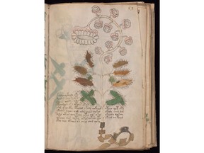 A page from the Voynich Manuscript is seen in this undated handout photo. An Edmonton computer scientist says he's uncovered clues to deciphering a mysterious medieval manuscript that has baffled experts for generations.THE CANADIAN PRESS/HO, Beinecke Rare Book and Manuscript Library, Yale University *MANDATORY CREDIT* STORY MAY MOVE ON WEEKEND
