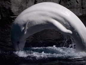 Beluga whale Qila leaps out of the water at the Vancouver Aquarium in Vancouver, B.C., on Wednesday, June 25, 2014. The Vancouver Aquarium has announced that it will no longer display whales or dolphins.
