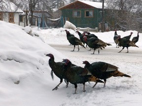 Wild turkeys are shown on a road in this handout image from Edgewater, B.C. The turkeys are creating a flutter in southeastern British Columbia as growing flocks of the birds spend the winter in the region, damaging trees and properties.