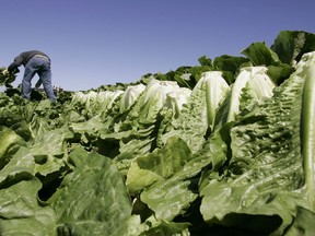 A worker harvests romaine lettuce in Salinas, Calif on Aug. 16, 2007. Some restaurant chains have stopped serving dishes with romaine lettuce amid a deadly E. coli outbreak linked to the leafy vegetable.THE CANADIAN PRESS/AP, Paul Sakuma