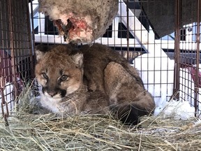A young cougar is seen in this undated handout photo. An orphaned cougar is recovering from frostbite and hunger in Williams Lake, B.C., after conservation officers enticed him into a trap with sardines and some lamb. Officers believe his mother was killed by a vehicle.