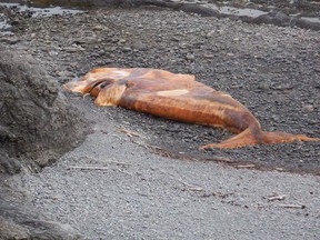 A dead North Atlantic right whale is shown in this undated handout image in the River of Ponds area in western Newfoundland. Almost 90 per cent of ships that passed through the Gulf of St. Lawrence over the last five months complied with an emergency speed limit to help protect the whales.