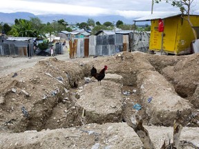 In this Friday, Jan. 5, 2018 photo, a rooster stands in the middle of a construction site for a concrete home, in the Caradeux tent camp set up nearly eight years ago for people displaced by the 2010 earthquake, in Port-au-Prince, Haiti. The United States granted Temporary Protected Status to Haitian immigrants after the disaster, a status the Trump administration is revoking after deciding that conditions in Haiti had improved enough to merit removal of the special protection.