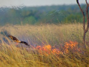 Black kites (Milvus migrans) visit a grass fire in Borroloola, Northern Territory, Australia, in 2014.