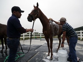 Stellar Wind is bathed at Gulfstream Park Wednesday, Jan. 24, 2018, in Hallandale Beach, Fla. Stellar Wind will compete in the Pegasus World Cup horse race at Gulfstream Park Saturday.