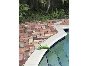 An iguana that froze lies near a pool after falling from a tree in Boca Raton, Fla., Thursday, Jan. 4, 2018. It's so cold in Florida that iguanas are falling from their perches in suburban trees.