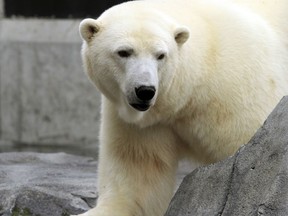 FILE - In this Sept. 5, 2012, file photo, Ahpun, a female polar bear, strolls around her cage at the Alaska Zoo in Anchorage, Alaska. The popular polar bear died unexpectedly on New Year's Eve the zoo said Tuesday, Jan. 2, 2018.