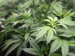 This Jan. 1, 2018 file photo shows marijuana plants for sale at Harborside marijuana dispensary in Oakland, Calif.