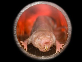 These hideous mole rats aren't much to look at, but at least they don't age!