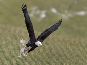 A bald eagle hangs onto a chicken carcass in Sheffield Mills, N.S., a popular tourist destination, on Friday, Jan. 12, 2018. Area farmers leave chicken and other agricultural carrion for the raptors in some of the surrounding fields with birdwatchers and photographers flocking to the area to view the majestic birds.