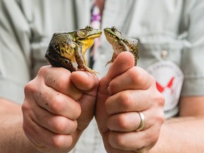 Two amorous amphibians meet at the HaliBlitz.