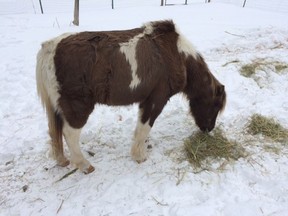 This undated photo provided by Brogan Hortonshows a 15-year-old neglected pony that is being saved thanks to an online fundraising campaign by Bridgton-based Animal Rescue Unit in Bridgton, Maine. Animal Rescue Unit took over care of the pony that was suffering from cancer, infection and frostbite.