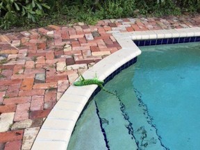 Frank Cerabino's frozen iguana lies by the pool.