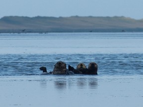 Sea otters in Izembek Lagoon.