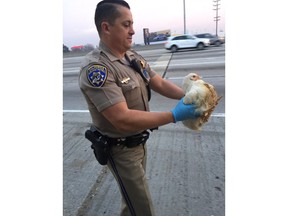 In this photo released by the California Highway Patrol, CHP officer DaSilva rescues nearly 20 chickens that ran through highway lanes in Norwalk, Calif., Tuesday, Jan. 2, 2018. The CHP says the birds blocked a portion of Interstate 605 Tuesday morning after their cage fell from the back of a truck. The agency tweeted photos and video of the chickens in lanes and a motorcycle officer collecting them. Officers managed to rescue 17 birds. Two died.