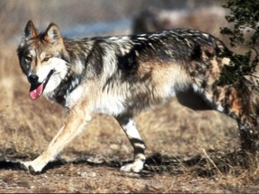 FILE - In this undated file photo provided by the U.S. Fish and Wildlife Service, a Mexican gray wolf leaves cover at the Sevilleta National Wildlife Refuge, Socorro County, N.M. U.S. wildlife managers failed to adopt a recovery plan for the endangered Mexican gray wolf that would protect against illegal killings and the consequences of inbreeding, according to a lawsuit filed Tuesday, Jan. 30, 2018 by environmentalists.