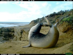This 2011 photo from a U.S. Fish and Wildlife Service motion-activated camera shows an elephant seal in the Channel Islands National Park off the coast of Southern California. Motion-detecting wildlife cameras devices are getting smaller, cheaper and more reliable, and scientists across the United State are using them to document elusive creatures like never before. (U.S. Fish and Wildlife Service via AP)