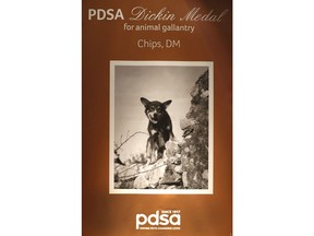 A PDSA board shows a photograph of US hero dog Chips, who was posthumously awarded the PDSA Dickin Medal, the animal equivalent of the Victoria Cross, in London, Monday, Jan. 15, 2018. Chips was a US Army dog who protected the lives of his platoon during the invasion of Sicily in 1943.