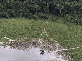 FILE - In this file photo dated July 4, 2001, aerial photo, a lone elephant grazes at a clearing in the rain forest of Lope Reserve, Gabon.  Gabon's national parks agency said Saturday Jan. 20, 2018, taht a major trafficking ring that smuggled some six tons of ivory out of the country in 2017, has been dismantled, in a victory against poachers who have killed large numbers of forest elephants in the Central African country of Gabon.
