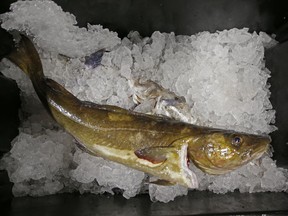 FILE- In this Oct. 29, 2015, file photo, a cod that will be auctioned off sits on ice at the Portland Fish Exchange, in Portland, Maine. Cod were once the backbone of New England's commercial fishing fleet, but catch has plummeted in the wake of overfishing and environmental changes. Officials now say there are some positive signs for the cod stock, and quotas are set to increase slightly this spring after years of heavy cutbacks.