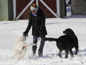 Labradoodles Eva and Adam play with owner Susan Chester at her home near Vineyard Lake in Norvell Township, Mich., on Thursday, Jan. 18, 2017.  On Jan. 13, the dogs pointed out a fallen elderly woman on the ground, freezing with nothing on but a night gown. "It could have been a tragic outcome had Adam and Eva not woken us," Susan said. "I don't know how they knew she was out there."