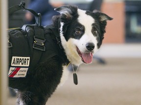FILE - This undated file photo shows Piper the dog at Cherry Capital Airport in Traverse City, Mich. A memorial service is scheduled for Saturday, Jan. 20, 2018, at City Opera House in Traverse City for Piper, who became an internet sensation for keeping the northern Michigan airport's runways free of critters. The 9-year-old dog was euthanized Jan. 3, 2018, after battling prostate cancer.