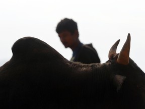 In this Jan. 14, 2018, photo, a Nepalese man warms up with his bull on the eve of Maghe Sankranti bull fight festival in Taruka, Nuwakot, 60 kilometers (37 miles) east of the capital, Kathmandu, Nepal. In this sleepy mountain village in Nepal, bulls face off for one day every year, locking horns in a quest for victory and prize money. For most of the year these bulls' lives are easy. They don't pull plows or wagons. They are fed eggs, rice, corn and butter milk. Then, for one day they fight, lowering their heads and locking horns as thousands of people cheer from the hillsides.