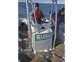 This photo provided by U.S. Geological Survey, sea turtle scientist Margaret Lamont pilots a boat loaded with 52 cold-stunned sea turtles scooped out of St. Josephs Bay in the Florida Panhandle. Lamont said cold-stunned sea turtles began appearing in St. Joseph Bay in early January 2018 as freezing temperatures gripped the region and water temperature in the Gulf of Mexico plummeted. "It's now over 1,000, maybe up to 1,100," she told the Tampa Bay Times, referencing the number of turtles that had been collected so far from the bay. Usually that number is about 30 or 40. (U.S. Geological Survey via AP)