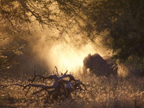 In this 2016 photo provided by Robert Pringle, elephants feed at sunset in Gorongosa National Park, Mozambique. Although some animals are killed in the crossfire or by mines, war primarily changes social and economic conditions in a way that make it tough on animals, said study co-author Pringle, an ecologist at Princeton University. Gorongosa's elephants and other wildlife were devastated by civil war in the 1980s and 90s, but have recovered dramatically over the past decade thanks to a pioneering effort by the Mozambican government to enlist conservationists, scientists, and local communities in ecological restoration.
